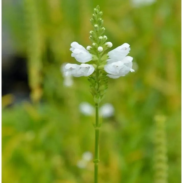 Physostegia virginiana Gelenkblume Alba weiße mehrjährige Beetblume und Schnittblume von Nr-01.de - Bild 1