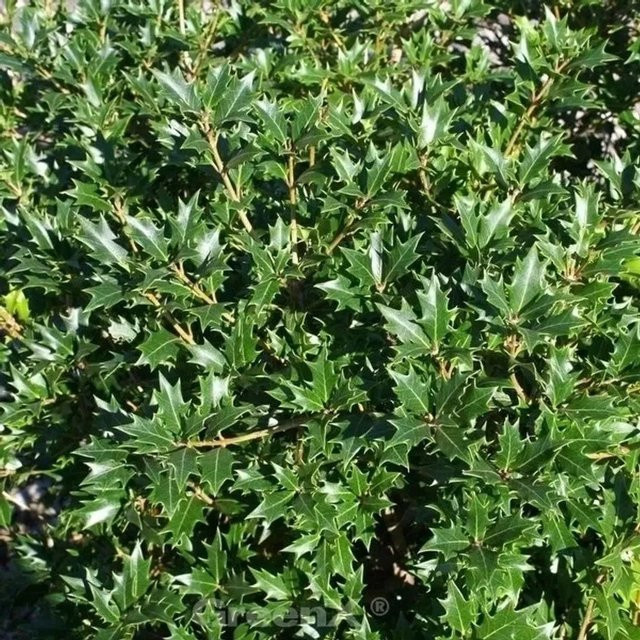 Osmanthus heterophyllus Ilexblättrige Duftblüte als immergrüner Strauch in Grün, Höhe: 60-80 cm - Bild 1