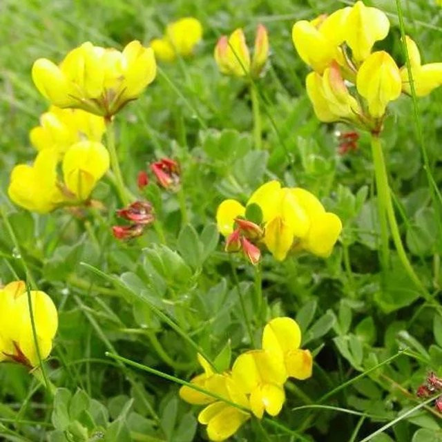 6er Set Hornklee Lotus corniculatus von arborix als Bodendecker mit gelben Blüten im 9cm Topf - Bild 1
