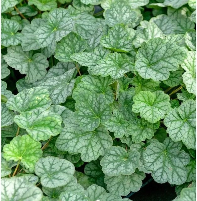 Heuchera americana Purpurglöckchen Cassian als grüne mehrjährige Bodendecker-Pflanze für den Garten von Nr-01.de - Bild 1