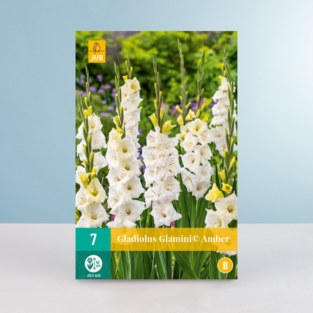 Zwerg-Gladiole Glamini Amber von BLUME2000 mit 7 Knollen für Beete, Balkon und Terrasse - Bild 1