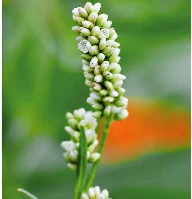 Kerzenknöterich White Eastfield Persicaria amplexicaulis weiße Staude für den Garten - Bild 1