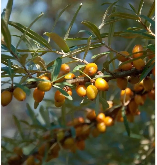 Sanddorn Hippophae rhamnoides männlich von Die Nr-01.de, orangefarbener Strauch, Höhe: 100-125 cm - Bild 1