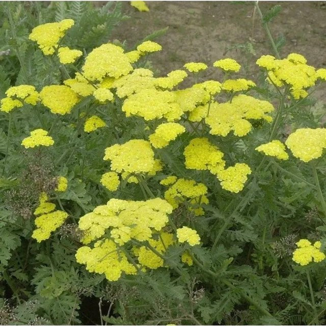 Achillea clypeolata Goldquirlgarbe gelbe Staude für den Garten von Nr-01.de - Bild 1