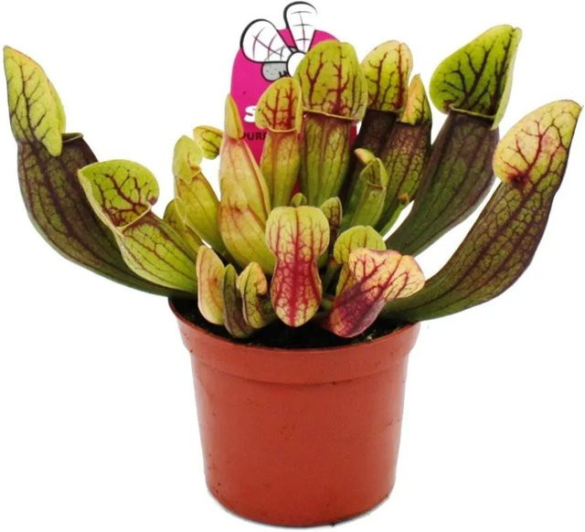 Exotenherz Sarracenia Purpurea Hybr. Fleischfressende Schlauchpflanze im 9cm Topf - Bild 1