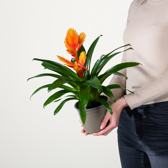 Vriesea Intenso Orange Zimmerpflanze von BLUME2000 in Orange - Bild 1