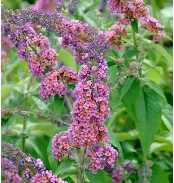 Buddleja Sommerflieder Flower Power lila Strauch Höhe: 100-125 cm - Bild 1