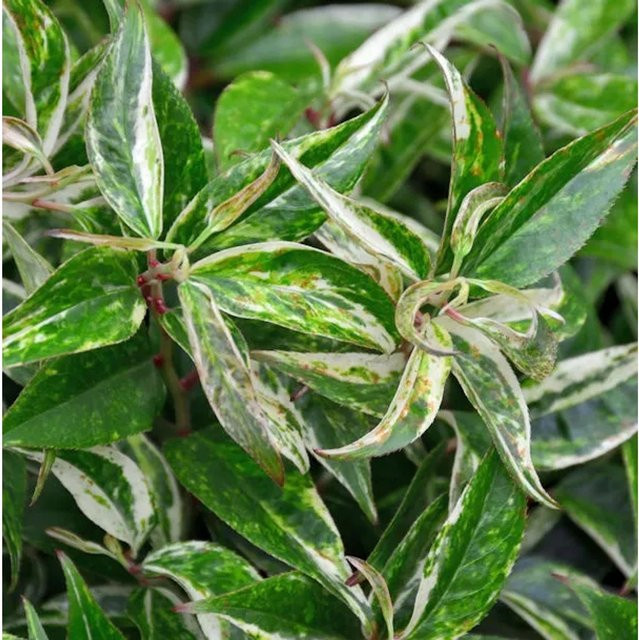 Buntblättrige Traubenheide Rainbow Leucothoe walteri, mehrfarbig (grün, gelb, rot, weiß) - Bild 1