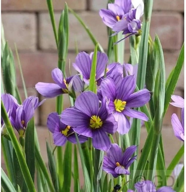 Binsenlilie Lucerne Sisyrinchium angustifolium blaue Staude im Topf - Bild 1