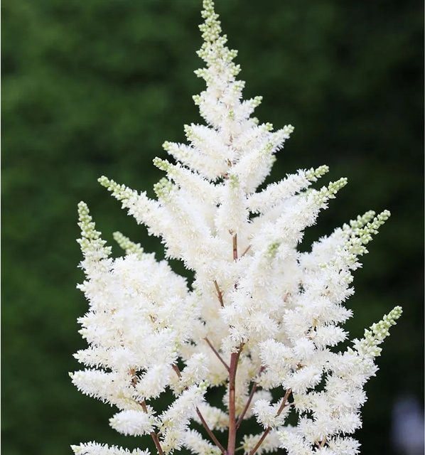 Astilbe Younique White Prachtspiere in Weiß von Nr-01.de - Bild 1