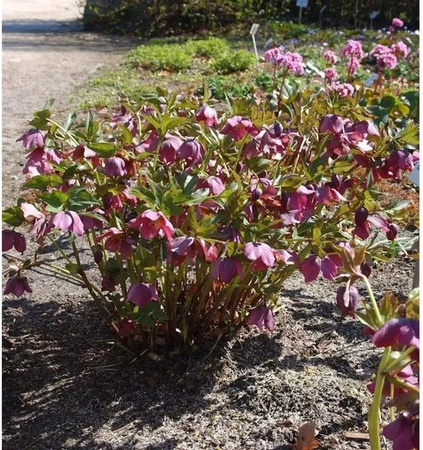 Christrose Lenzrose Helleborus orientalis als winterharte Staude für den Außenbereich