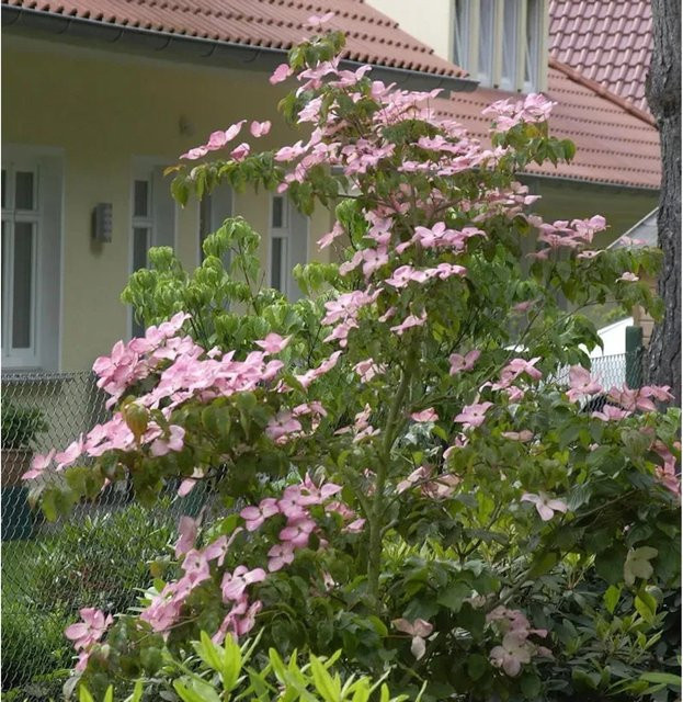 Japanischer Blumenstrauch Cornus kousa Satomi Compacta in Pink, Höhe: 60-80 cm - Bild 1