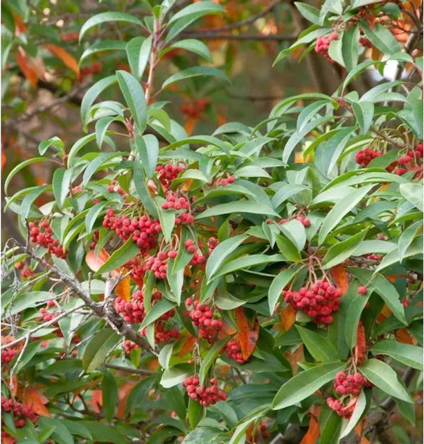 Stranvaesia davidiana Funkenblatt Strauch für den Garten in Weiß, Rot und Grün, Höhe: 40-60 cm - Bild 1