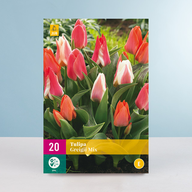 Greigii-Tulpen Mix Zwiebeln von BLUME2000 mit 20 Stück für Balkon und Terrasse - Bild 1