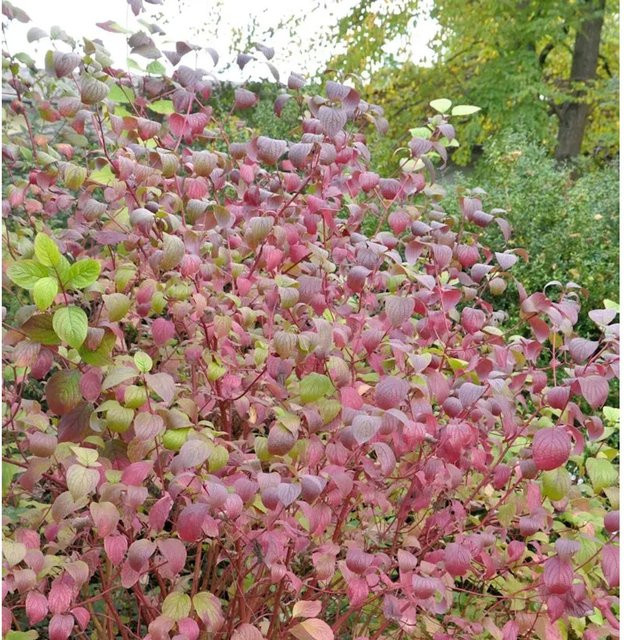 Roter Hartriegel Winter Beauty Cornus sanguinea als Zierstrauch für deinen Garten, Höhe: 40-60 cm - Bild 1
