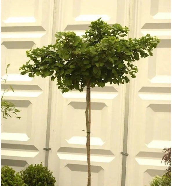 Ginkgo biloba Hochstamm Kugel Fächerblattbaum in Grün von Nr-01.de (60-80 cm) - Bild 1