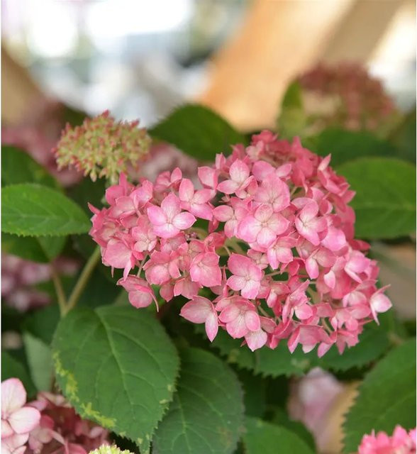 Ballhortensie Ruby Annabelle Hydrangea arborescens von Nr-01.de, Höhe: 20-30 cm - Bild 1