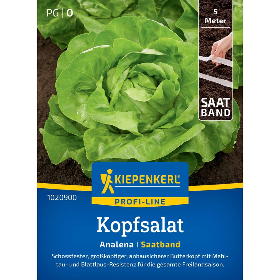 Kiepenkerl Kopfsalat Analena Saatband für den Freilandanbau - Bild 2