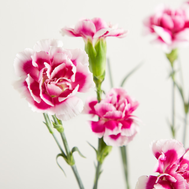 Pinke Spray Nelken von Blume2000 - Bild 1