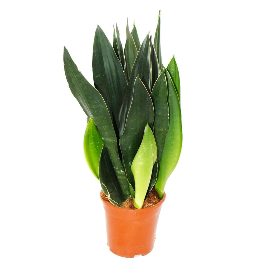 Exotenherz Sansevieria Trifasciata Black Diamond Schwarzer Bogenhanf Zimmerpflanze in Schwarz, Höhe: 50 cm - Bild 2