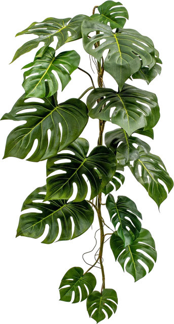 Aplanta Künstliche Monstera Girlande Sita, Grün, Länge: 125 cm - Bild 1