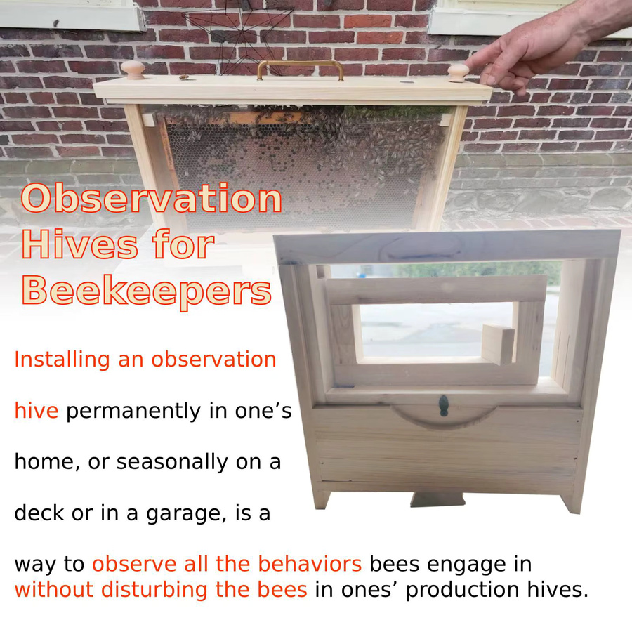 Interaktives Bienenstock-Beobachtungsset für Garten und Imkerei - Bild 3