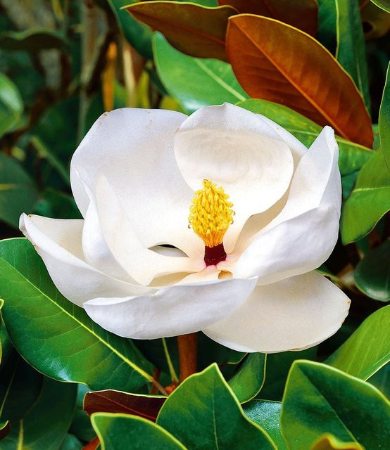 Magnolie Grandiflora - Bild 1