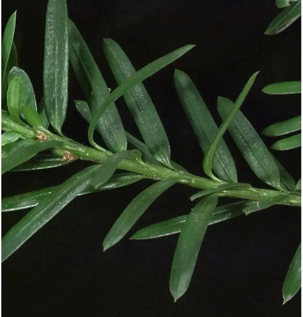Kugelschnitt Eibe Taxus media Hillii, grün, Höhe: 35 cm - Bild 1