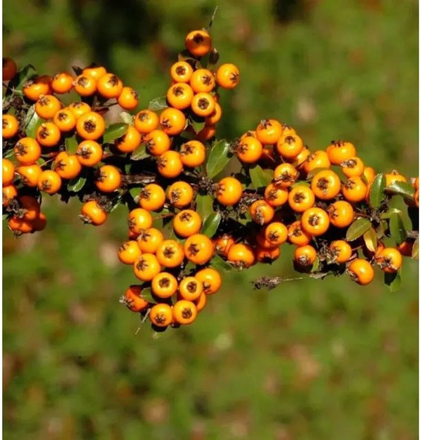 Feuerdorn Pyracantha Teton Zierstrauch in Weiß, Orange oder Rot, Höhe: 30-40 cm - Bild 1