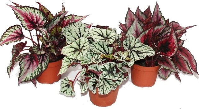 Exotenherz Blattbegonienmix Botanica mit 3 mehrfarbigen Zimmerpflanzen im 12 cm Topf - Bild 1
