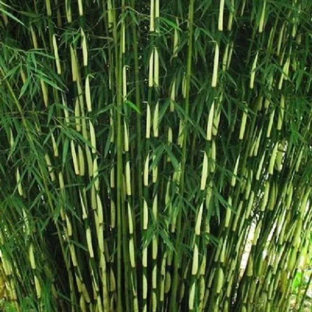 Immergrüner Heckenbambus Fargesia robusta Pingwu von Arborix, Höhe: 60 bis 80 cm - Bild 1