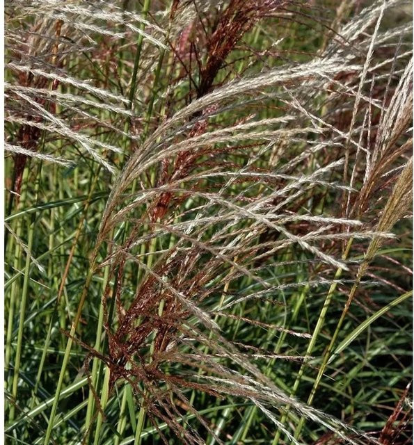 Chinaschilf Herbstfeuer Miscanthus sinensis Ziergras für den Garten von Nr-01.de - Bild 1