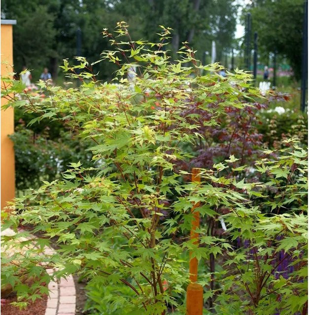 Japanischer Ahorn Anne Irene Acer palmatum von Die Nr-01.de, Höhe: 80-100 cm, grün - Bild 1