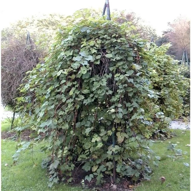 Wilder Wein Parthenocissus inserta Kletterpflanze Grün 125-150 cm - Bild 1