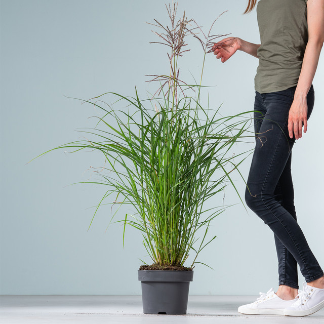 Chinaschilf Ferner Osten Miscanthus sinensis von BLUME2000 - Bild 1