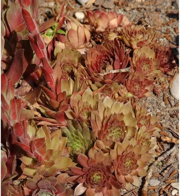 Sempervivum cultorum Dachwurz Pilatus grüne Staude von Nr-01.de - Bild 1