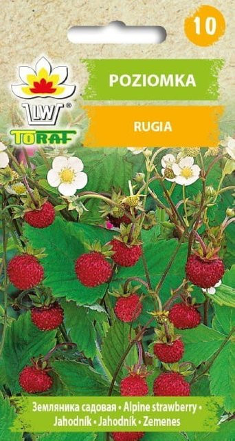 Toraf Erdbeer-Rübenkerne rote Frucht 0,2 g - Bild 1