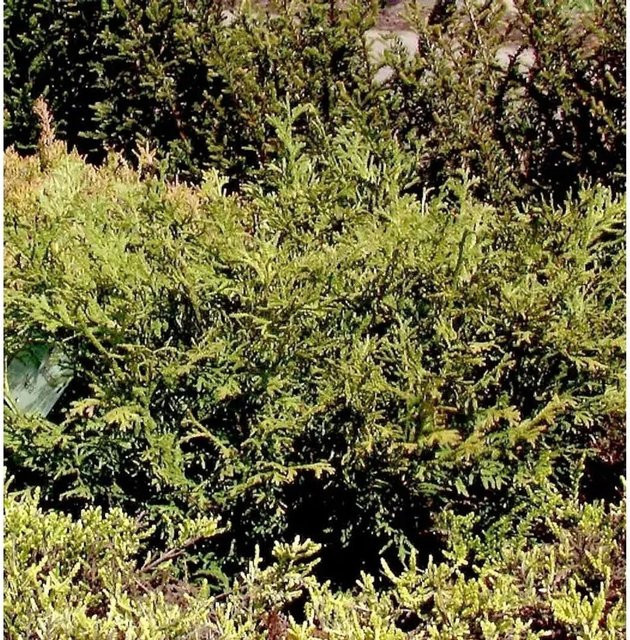 Thujopsis dolabrata Zwerghibalebensbaum, grüne Konifere für den Garten - Bild 1