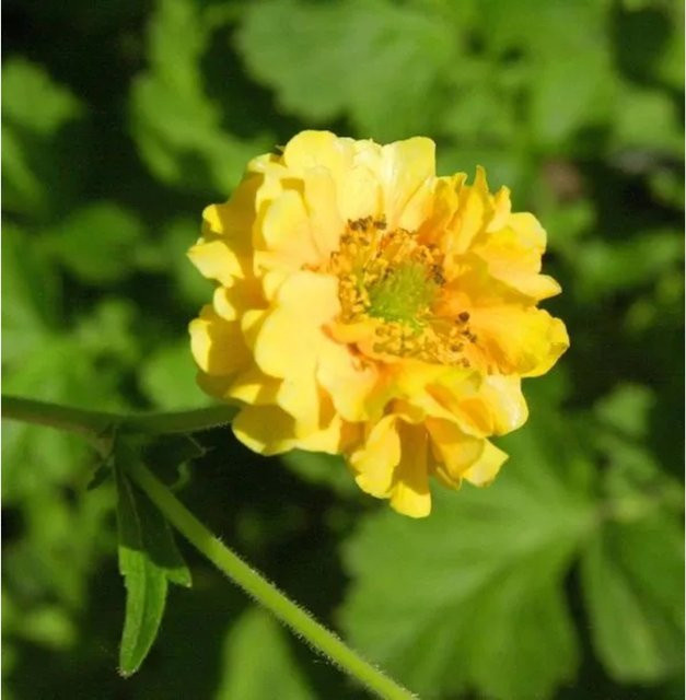 Nelkenwurz Goldball Geum chiloense gelbe Beetpflanze und Schnittblume - Bild 1