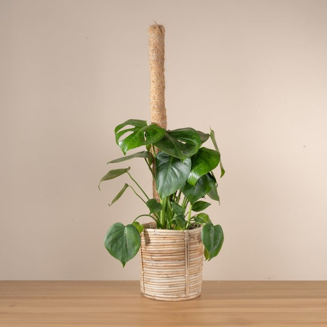 BLUME2000 Kokos Pflanzstab S zur Unterstützung von Rankpflanzen - Bild 1