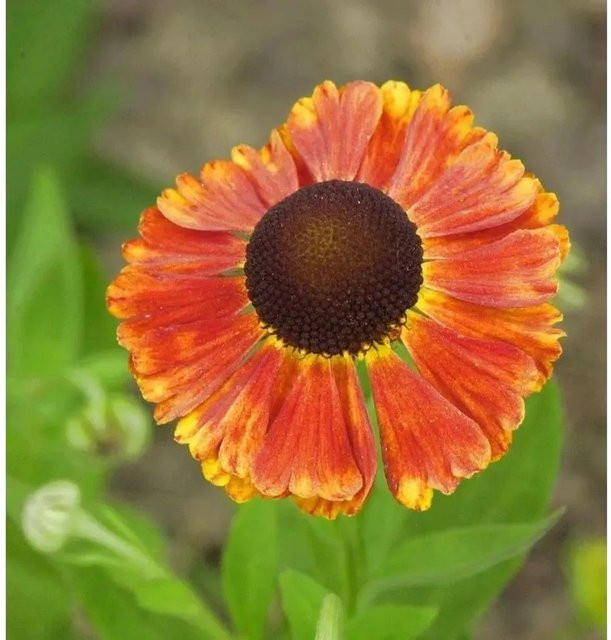 Helenium Sonnenbraut Waltraut Beetpflanze in Orange - Bild 1