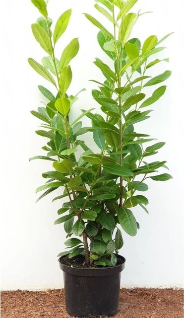 Prunus Aurocerasus Novita Kirschlorbeer als Heckenpflanze und Strauch, Höhe: 80-100 cm, Weiß und Grün - Bild 1