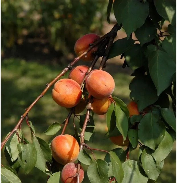 Aprikose Harcot Prunus armeniaca Obstbaum für deinen Garten, Höhe: 60-80 cm - Bild 1