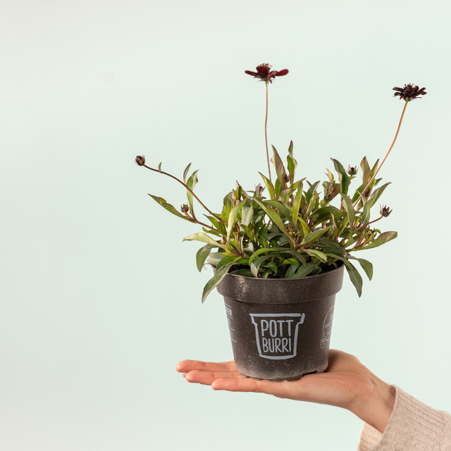 Pottburri Cosmos atrosanguineus Schokoladen-Kosmee, 3 Stück - Bild 1