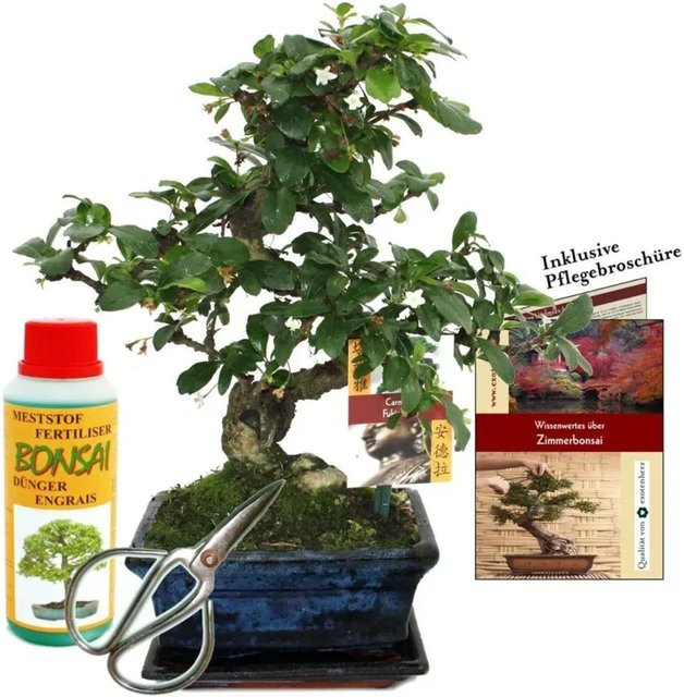 Exotenherz Bonsai Carmona Fukientee Geschenkset für Anfänger mit Keramiktopf, ca. 6 Jahre alt - Bild 1
