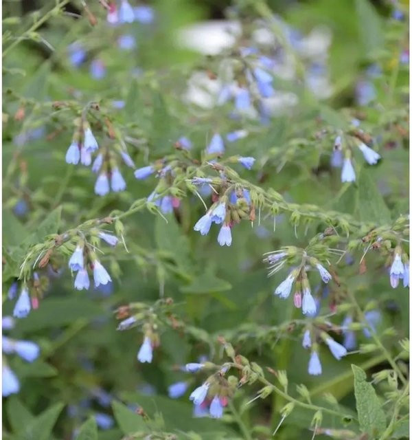 Blauer Beinwell Symphytum azureum als mehrjährige Gartenpflanze in Blau - Bild 1