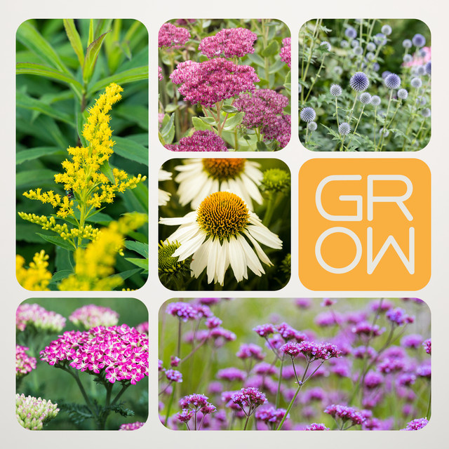 BLUME2000 BIO Bauerngarten Set mit 6 pflegeleichten Stauden für dein Beet - Bild 1