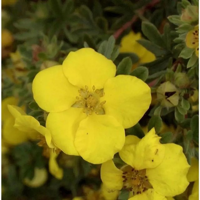 10x Fünffingerstrauch Goldstar Potentilla fruticosa gelb als Zierstrauch und Bodendecker - Bild 1