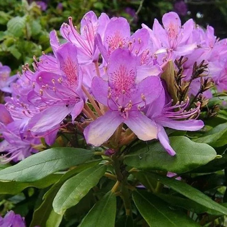 Arborix Rhododendron ponticum Zierstrauch in Pink und Violett für sauren Boden im Container, Höhe: 40 bis 60 cm