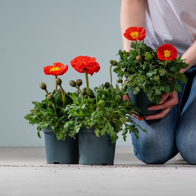 3er Set Islandmohn Rot Papaver nudicaule von BLUME2000 als mehrjährige Staude für Bauerngarten, Steingarten und Staudenbeet - Bild 1